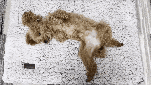 CozyHeat Self-Warm Pet Pad Mat